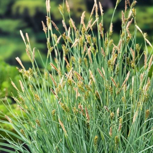 Laîche faux Panic - Carex