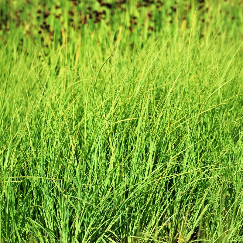 Laîche faux Panic - Carex