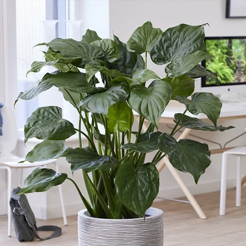Oreille d'éléphant naine - Alocasia