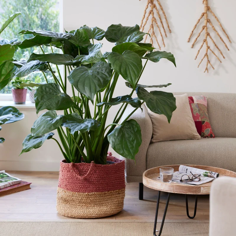 Oreille d'éléphant naine - Alocasia
