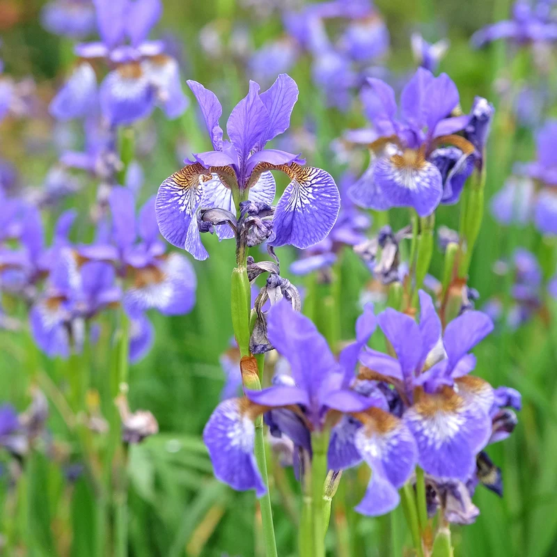 Iris versicolor
