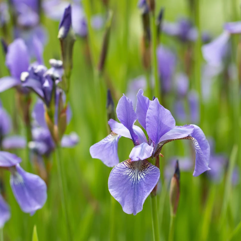 Iris versicolor