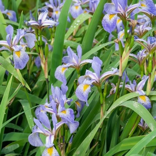 Iris versicolor