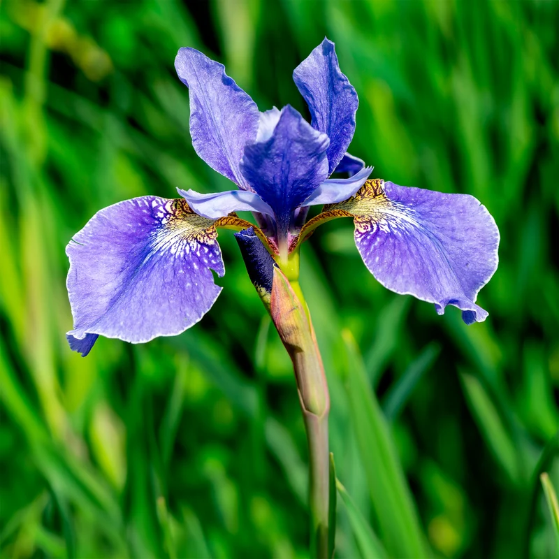 Iris versicolor