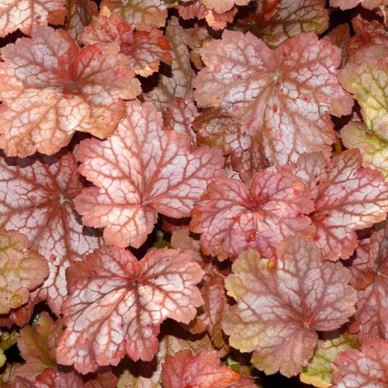 Heuchère Georgia Peach