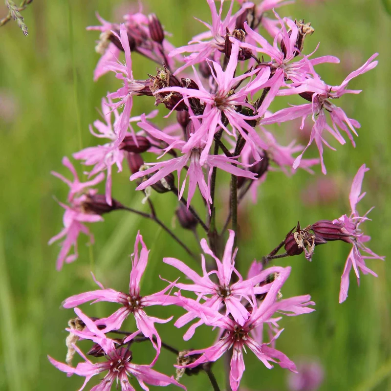 Lychnis fleur de coucou
