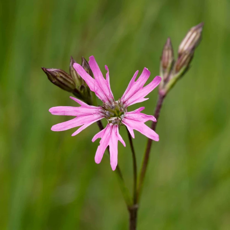 Lychnis fleur de coucou