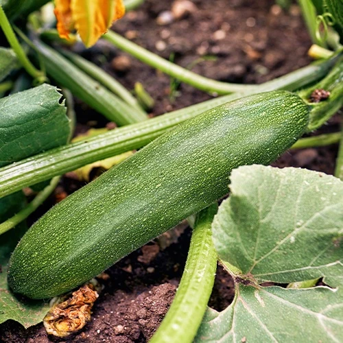 Courgette Storr's Green F1