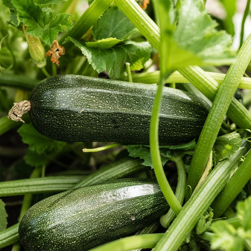 Courgette Storr's Green F1