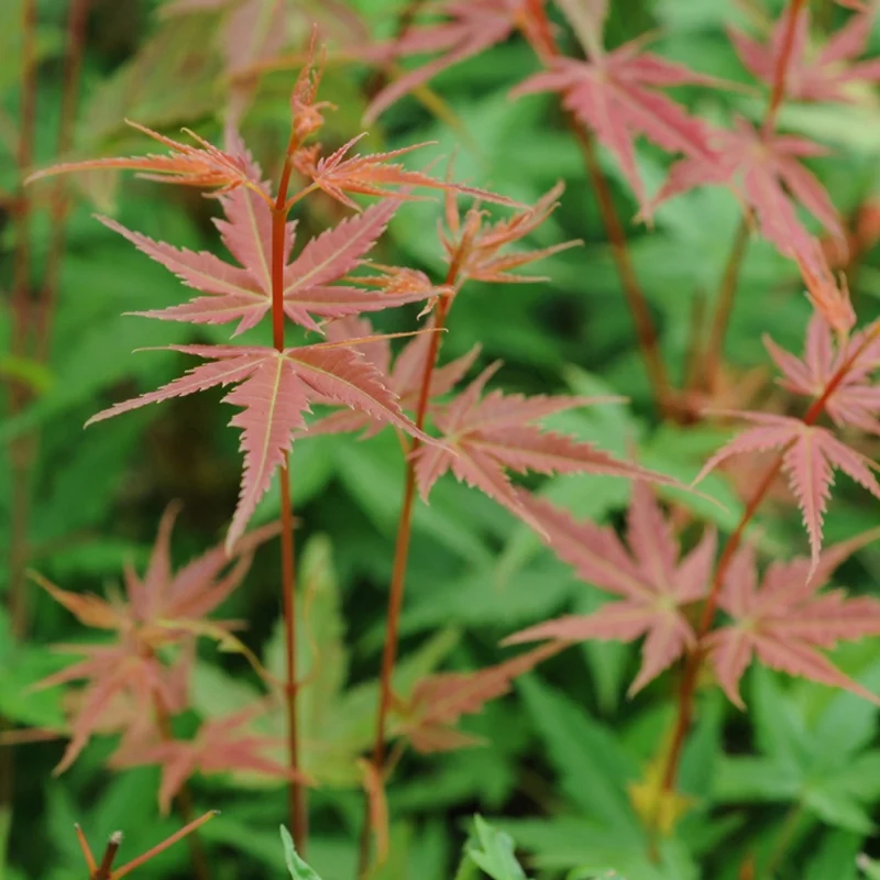 Erable du Japon Phoenix