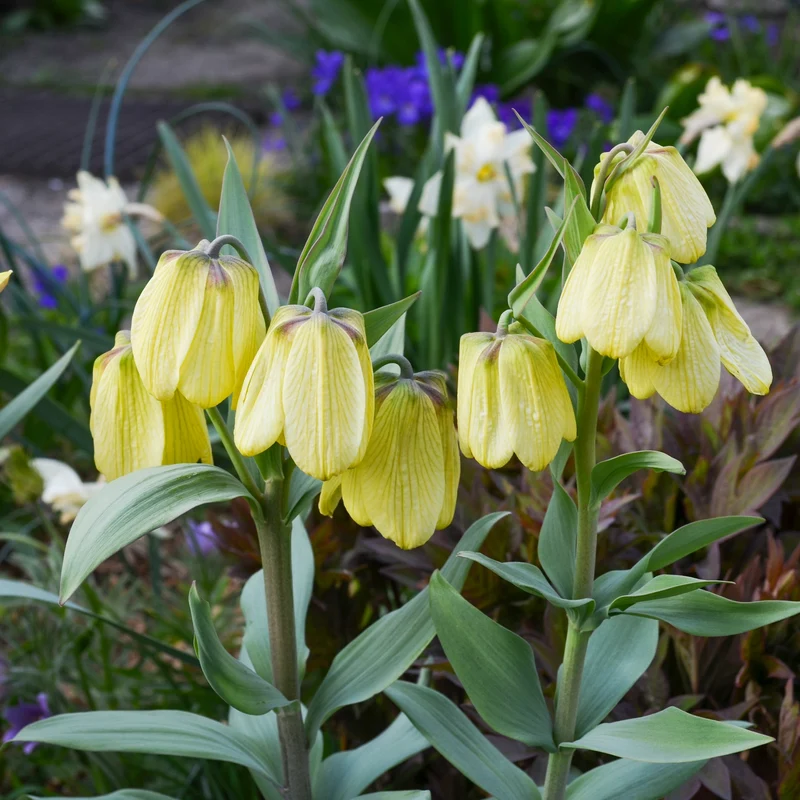 2 Fritillaires pallidiflora