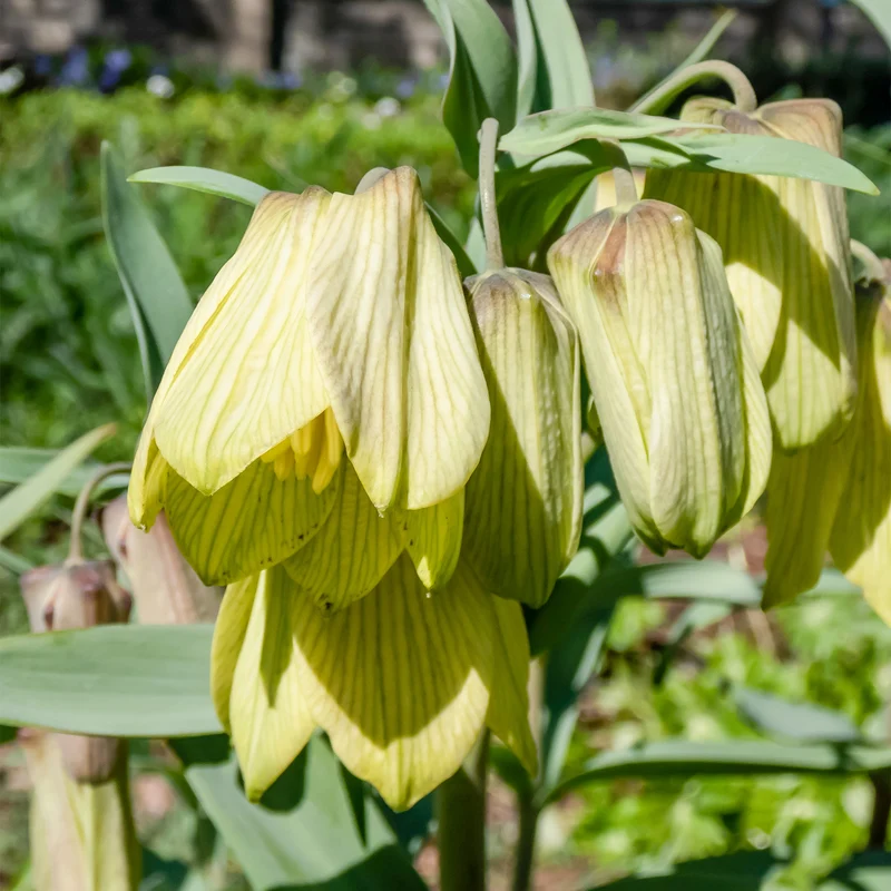2 Fritillaires pallidiflora