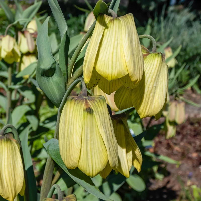 2 Fritillaires pallidiflora