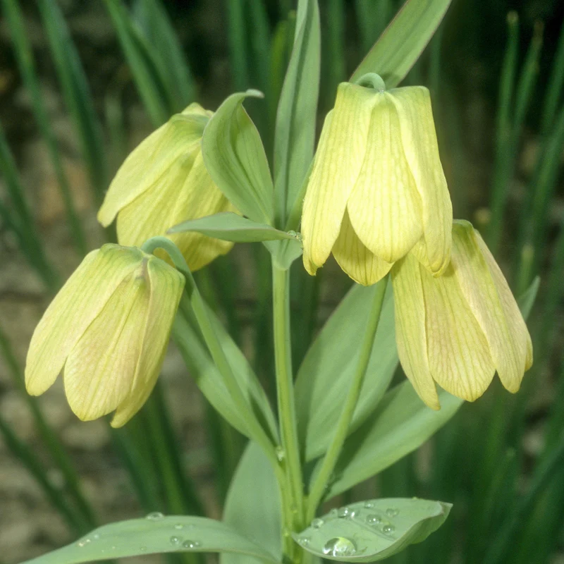 2 Fritillaires pallidiflora