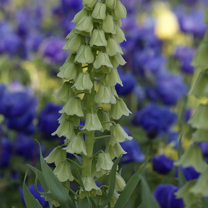 Fritillaire de Perse Ivory Bells