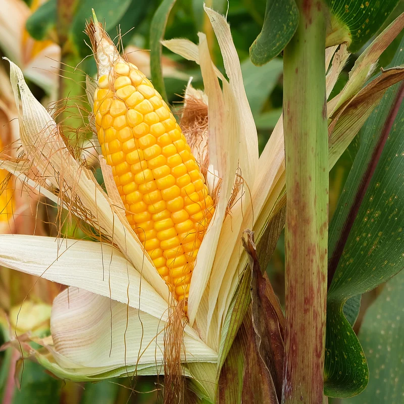 3 Plants de maïs à popcorn