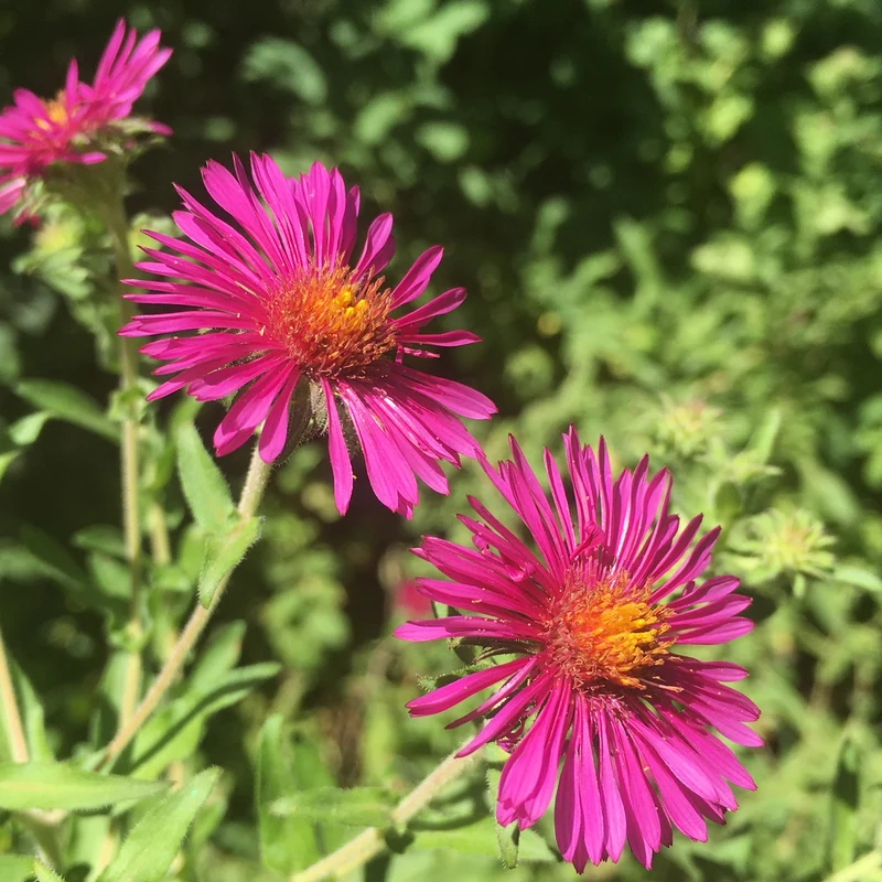 Aster de Nouvelle-Angleterre Septemberrubin