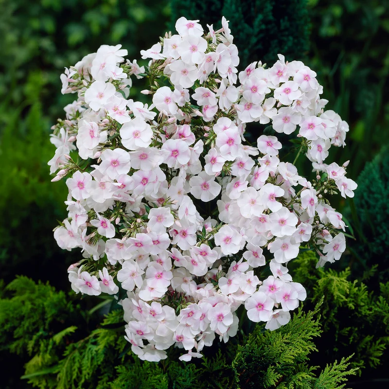 Phlox paniculé Miss Holland