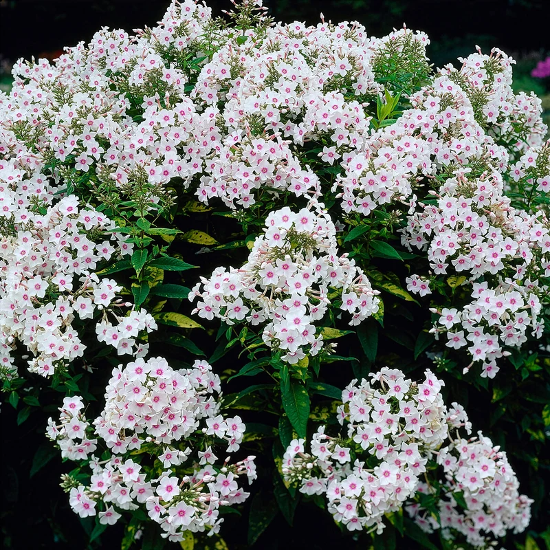 Phlox paniculé Miss Holland