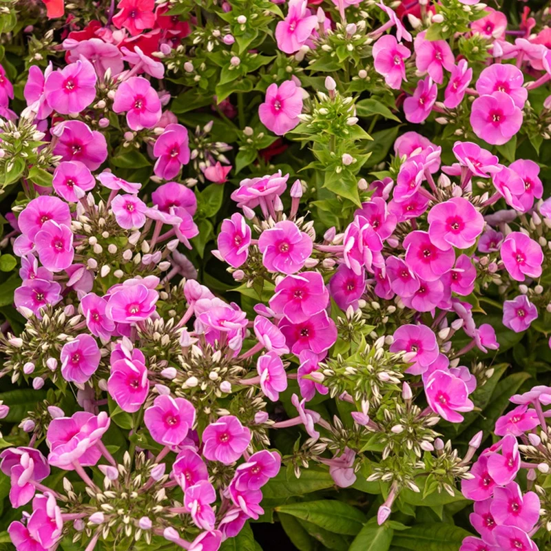 Phlox paniculé Bambini Desire