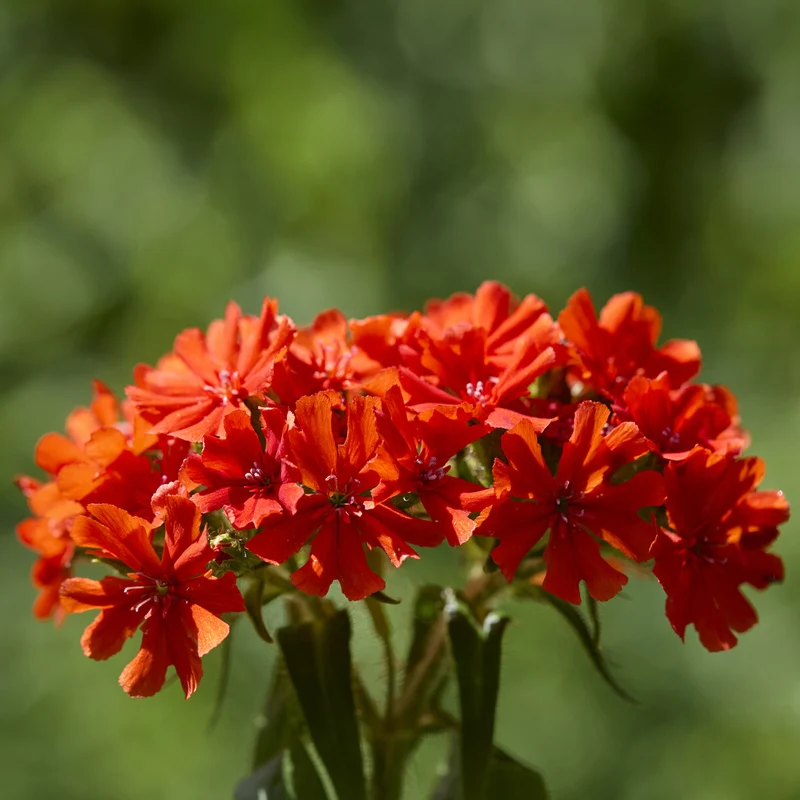 Croix de Jérusalem Morgenrot