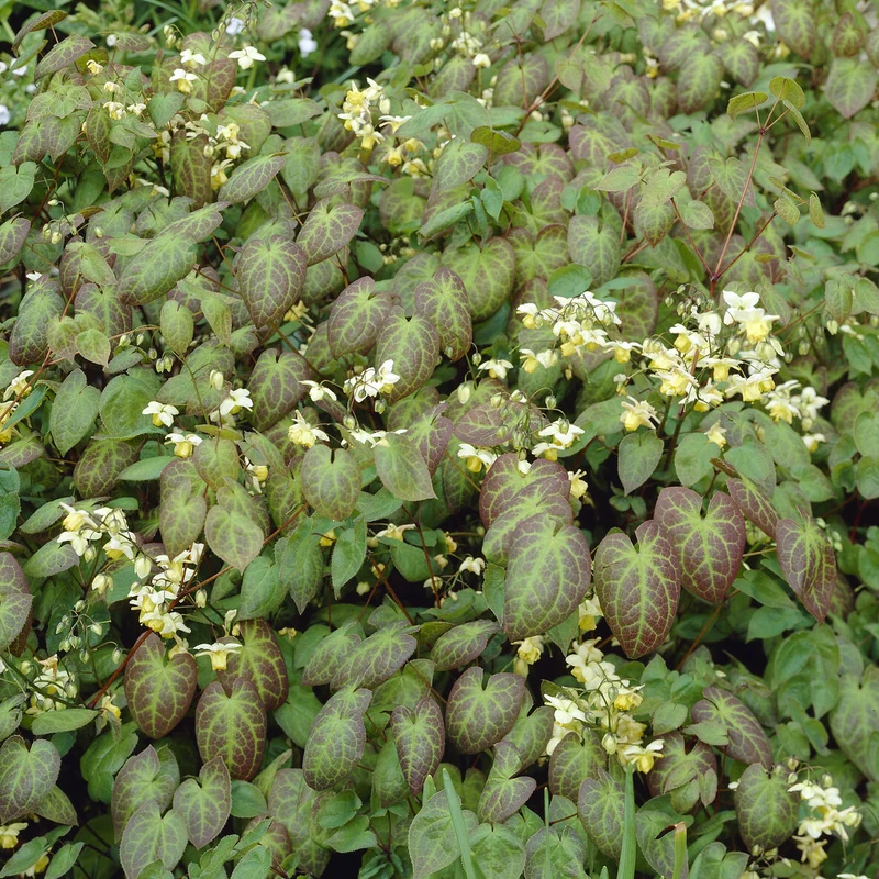 Epimedium Sulphureum
