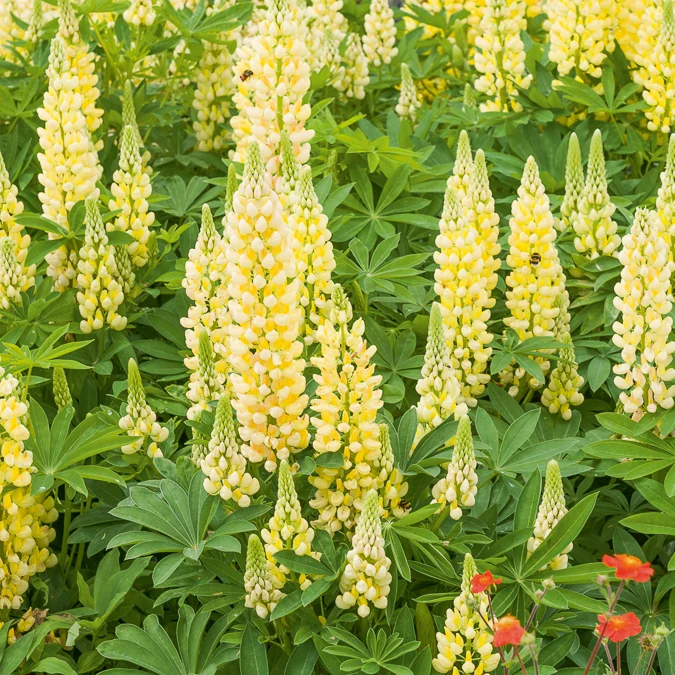 Lupin Gallery Yellow