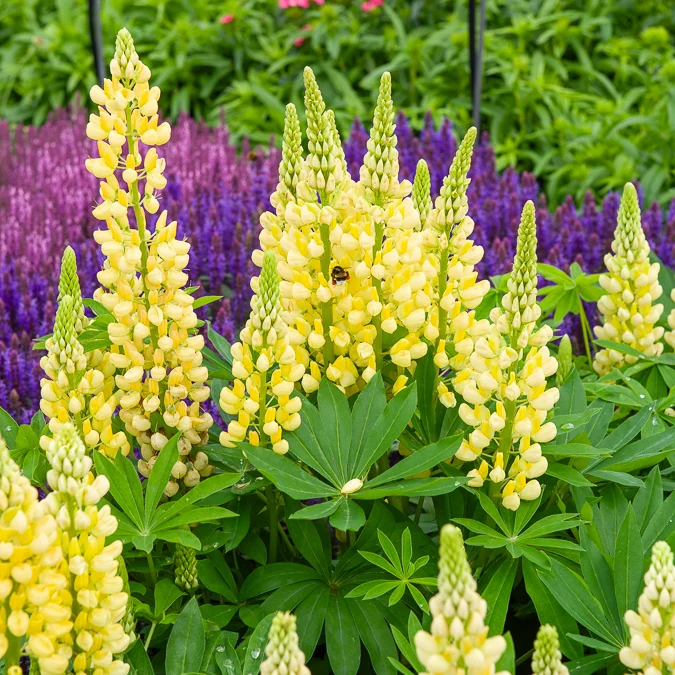 Lupin Gallery Yellow