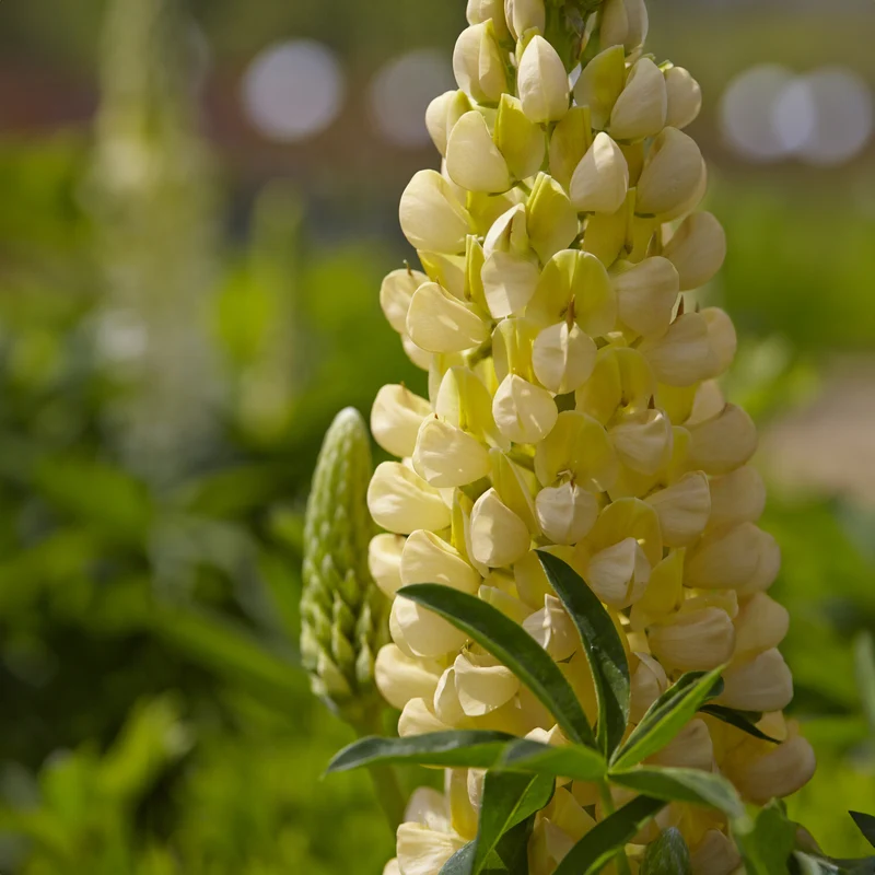 Lupin Gallery Yellow