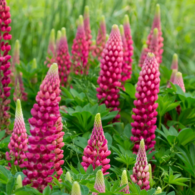 Lupin Gallery Red
