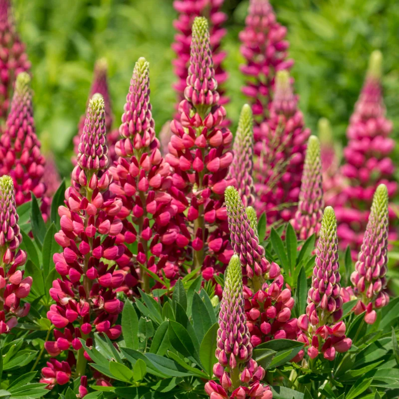 Lupin Gallery Red