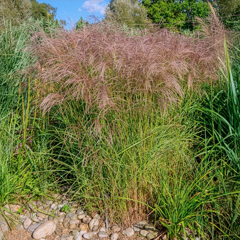 Eulalie Flamingo