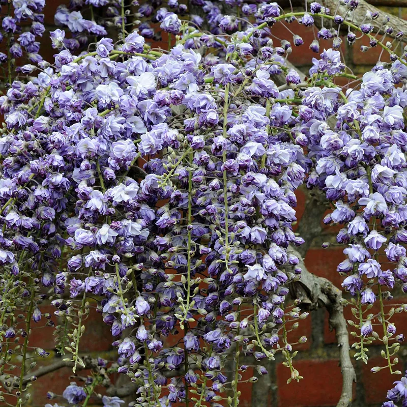 Glycine du Japon Black Dragon