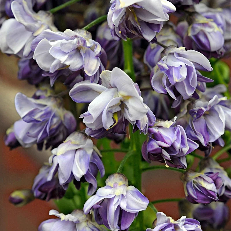 Glycine du Japon Black Dragon