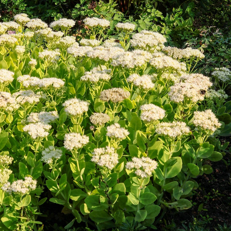Sedum Stardust