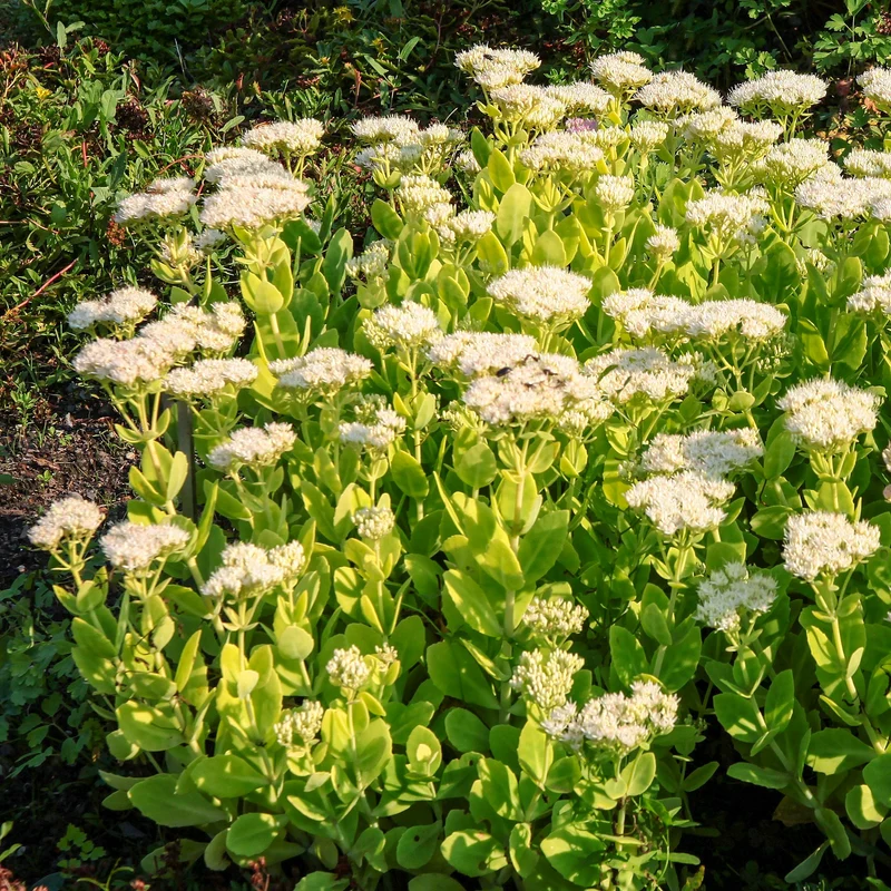 Sedum Stardust