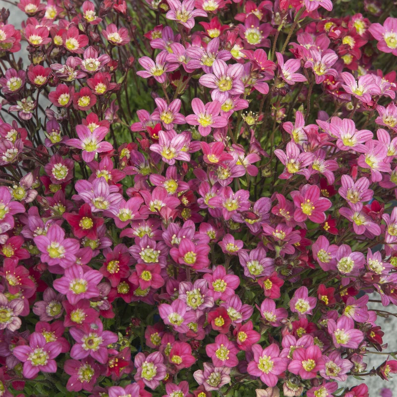 Saxifrage mousse Peter Pan