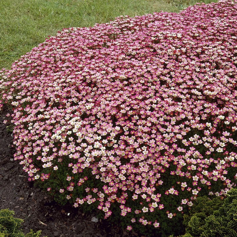 Saxifrage mousse Peter Pan