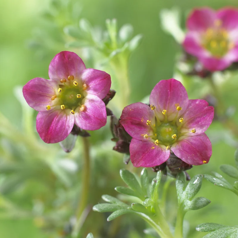 Saxifrage mousse Peter Pan