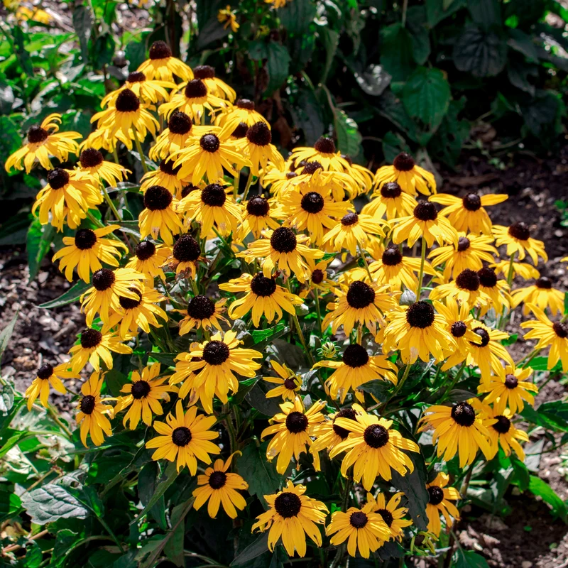 Rudbeckia Early Bird Gold