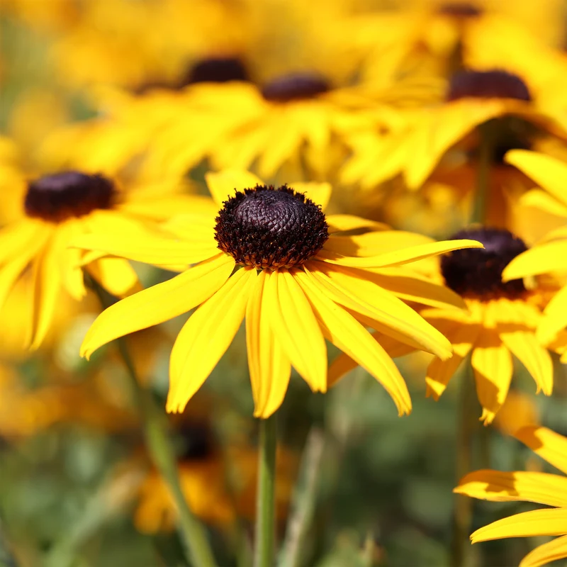 Rudbeckia Early Bird Gold