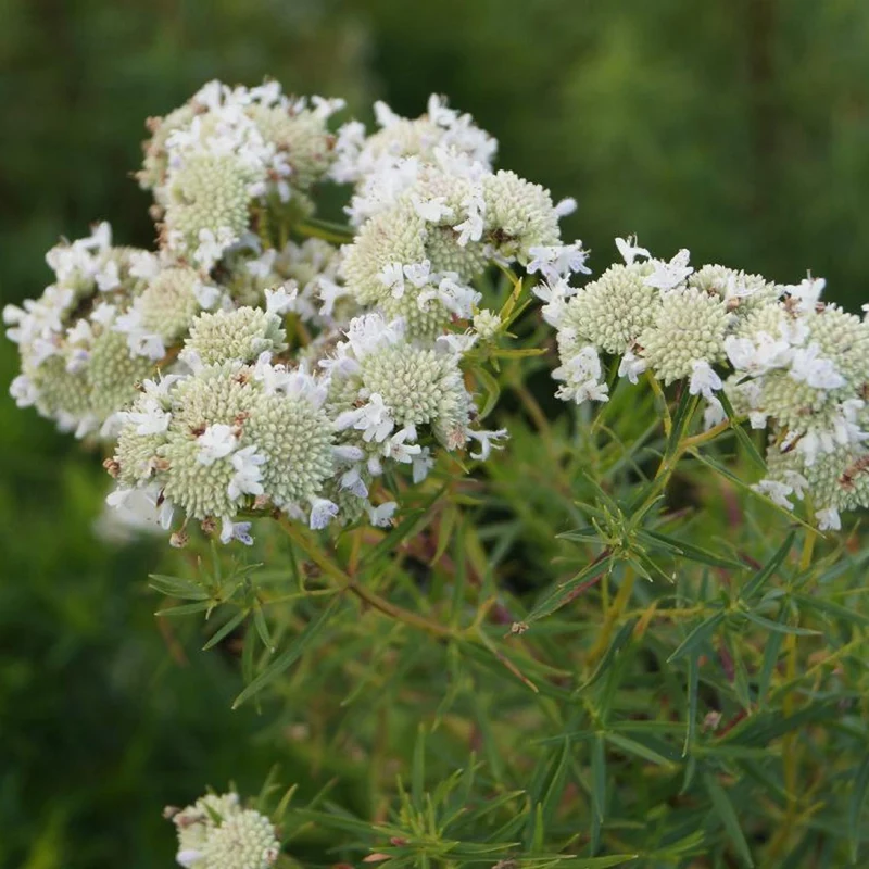 Menthe des montagnes