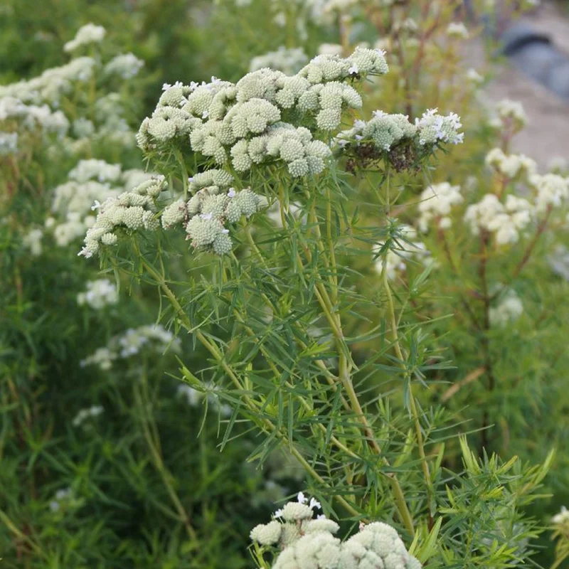 Menthe des montagnes