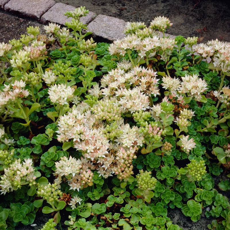Sedum spurium Album