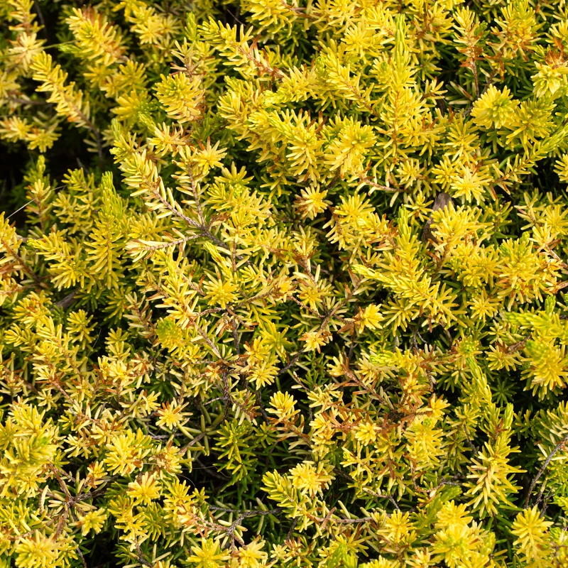Sedum des rochers Angelina