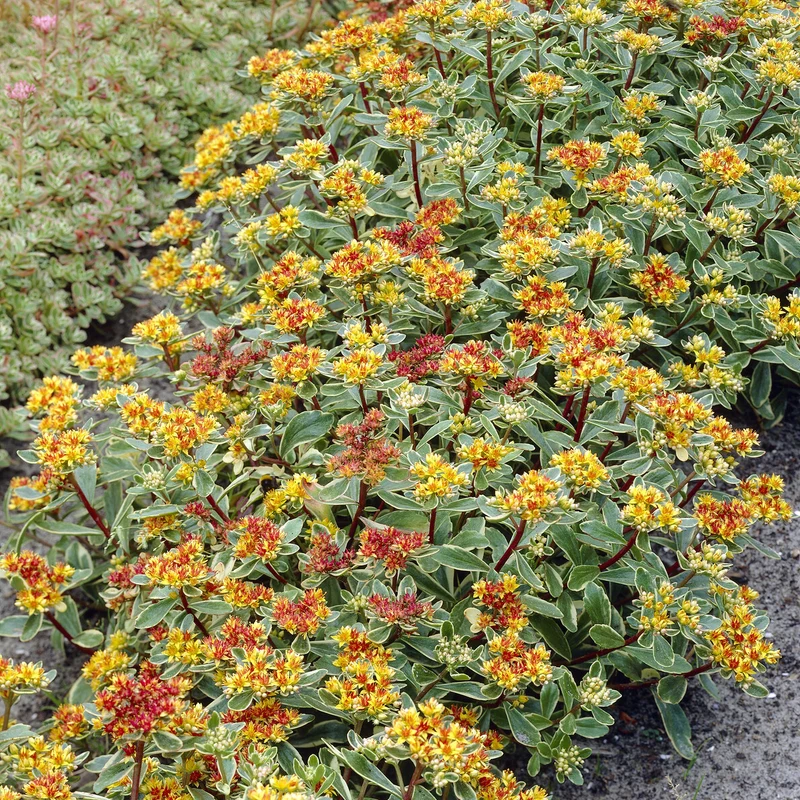 Sedum du Kamtschaka panaché