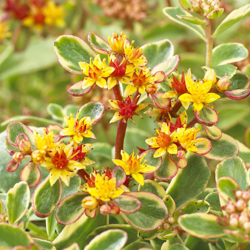Sedum du Kamtschaka panaché
