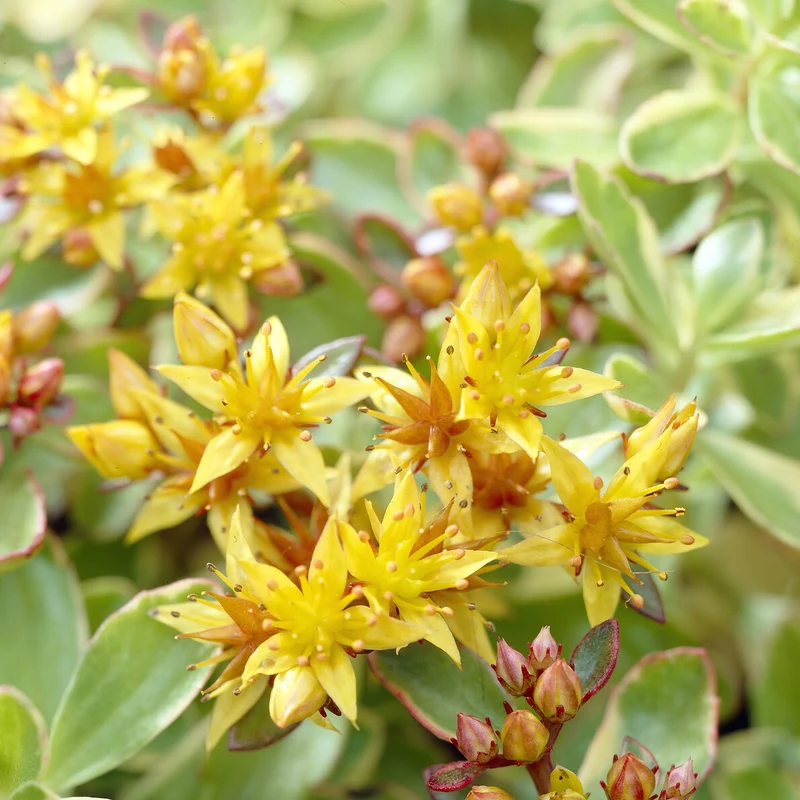Sedum du Kamtschaka panaché