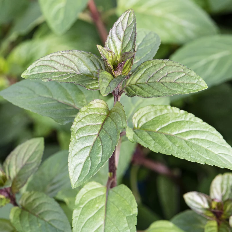 Menthe chocolat