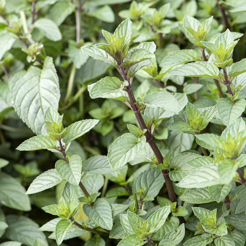 Menthe chocolat